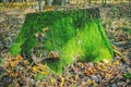 Big old tree stump covered with green moss in forest Royalty Free Stock Photo