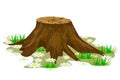 Tree stump isolated on white background. Royalty Free Stock Photo