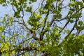 Big old tree trunk and branches surrounded by green maple and li Royalty Free Stock Photo