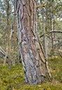 A big old tree trunk in a forest. The woods surrounded by lots of green dry grass, branches, twigs in an empty, eco Royalty Free Stock Photo