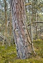 A big old tree trunk in a forest. The woods surrounded by lots of green dry grass, branches, twigs in an empty, eco Royalty Free Stock Photo