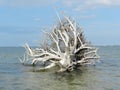 Old tree trunk and roots fallen over in river Royalty Free Stock Photo