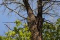 Big old tree trunk surrounded by young green maple leaves against blue spring sky on a sunny day. Royalty Free Stock Photo