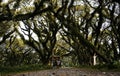 Big old trees stock photo, lanscape shot of traditional vehicle on a road surrounded by big old trees