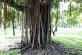 Big old trunk tree with lianas hanging from its branches in a park with bright sunlight