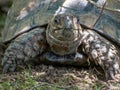 Big old turtle in its natural habitat Royalty Free Stock Photo