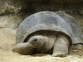 Big old  turtle in sand Royalty Free Stock Photo