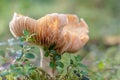 Big old russula mushroom in a crowberry bushes in the finland forest Royalty Free Stock Photo