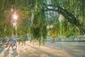 Big old willow tree in city park at sunset Royalty Free Stock Photo