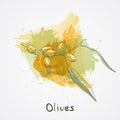 Big olive branch sketch vector illustration, olives hand drawn isolated, vintage olive tree with leaves with watercolor