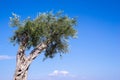 Big olive tree with fruits Royalty Free Stock Photo