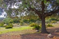 Big olive tree with the shadow on the earth. White stones and green bushes around. Sunny day in Seville, Spain Royalty Free Stock Photo