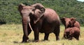 A big one tusker elephant and her calf Royalty Free Stock Photo