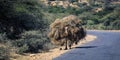 Big Onerary Camel with pack of straw near the road to Keren