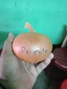 Big onion 500 gram afgani Royalty Free Stock Photo