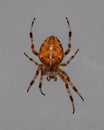Big orange and brown spider with a cross on back Royalty Free Stock Photo