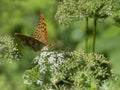 Big orange butterfly `field mother of pearl` sits on a white flower on a green background