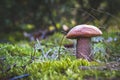 Big orange cap mushroom grow in autumn wood Royalty Free Stock Photo