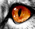 Big orange cat`s eye, zoom