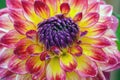 Big orange chrysanthemum with yellow lilac growing in the garden Royalty Free Stock Photo