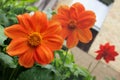 Big orange colorful vivid Dahlia garden flowers Royalty Free Stock Photo