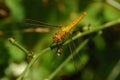 Big orange dragonfly Royalty Free Stock Photo