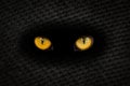 The big orange eyes of the animal sparkle in the dark hole of the slate sheet Royalty Free Stock Photo