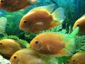 Big orange fishes in the aquarium water