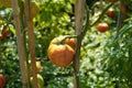 Big orange fleshy of beefsteak tomato growing on a stem. Royalty Free Stock Photo