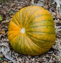 Big orange with green organic pumpkin laying in some wood chips in the garden halloween decoration vegetable Royalty Free Stock Photo