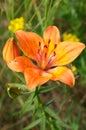 Orange lilium flower blossom Royalty Free Stock Photo