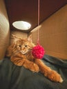 big orange maine coon cat playing with a ball of wool in a cardboard box Royalty Free Stock Photo