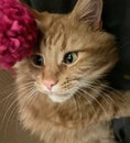 big orange maine coon cat playing with a ball of wool in a cardboard box Royalty Free Stock Photo