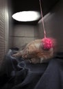 big orange maine coon cat playing with a ball of wool in a cardboard box Royalty Free Stock Photo