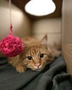 big orange maine coon cat playing with a ball of wool in a cardboard box Royalty Free Stock Photo