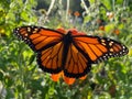 Big Orange Monarch Butterfly Pollinating an Orange Flower in September