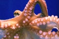 Big orange Octopus close up