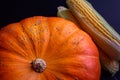 Big orange pumpkin, corn cobs on the black background. Autumnal, raw food concept. Gifts of Autumn. Top view.