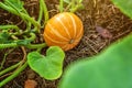 Big orange pumpkin growing on bed in garden, harvest organic vegetables. Autumn fall view on country style. Healthy food vegan Royalty Free Stock Photo