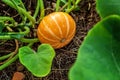 Big orange pumpkin growing on bed in garden, harvest organic vegetables. Autumn fall view on country style. Healthy food vegan Royalty Free Stock Photo