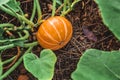 Big orange pumpkin growing on bed in garden, harvest organic vegetables. Autumn fall view on country style. Healthy food vegan Royalty Free Stock Photo