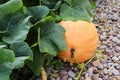 Big orange pumpkin growing on bed in garden, harvest organic vegetables. Autumn fall view on country style. Healthy food vegan Royalty Free Stock Photo