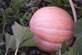 Big orange pumpkin growing in the garden close up