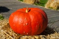 Big orange pumpkin in a warm sunlight Royalty Free Stock Photo