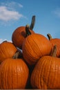 Big orange pumpkins against blue sky on a farmers stand Royalty Free Stock Photo