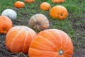 Big orange pumpkins growing in the garden. Halloween pumpkins in a vegetable garden on a farm, autumn harvest season. Organic Royalty Free Stock Photo