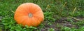 Big orange pumpkins growing in the garden. Halloween pumpkins in a vegetable garden on a farm, autumn harvest season. Organic Royalty Free Stock Photo