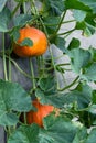 Big orange pumpkins hang at gray wall. Harvest, autumn, home grown Royalty Free Stock Photo