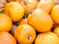 Big orange pumpkins at the market. Autumn Harvest Sale Before Thanksgiving, pumpkin food background Royalty Free Stock Photo