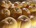 Big orange pumpkins at the old barn Royalty Free Stock Photo